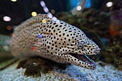 《逃离塔科夫》鼓励玩家举报作弊：可获一定奖励